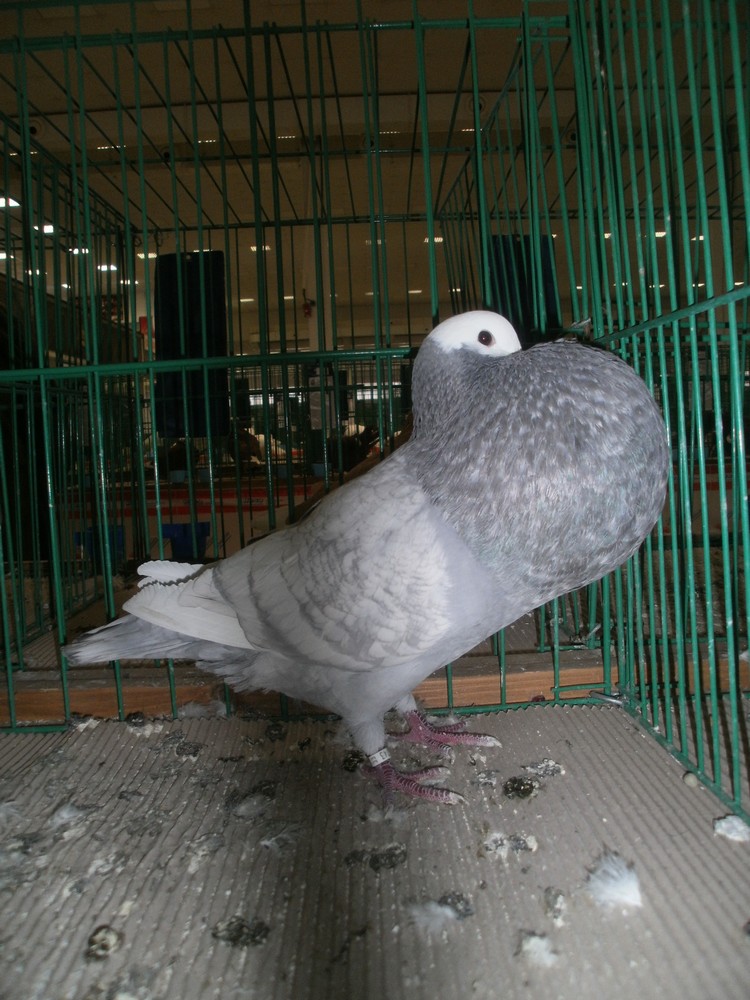 PB270082