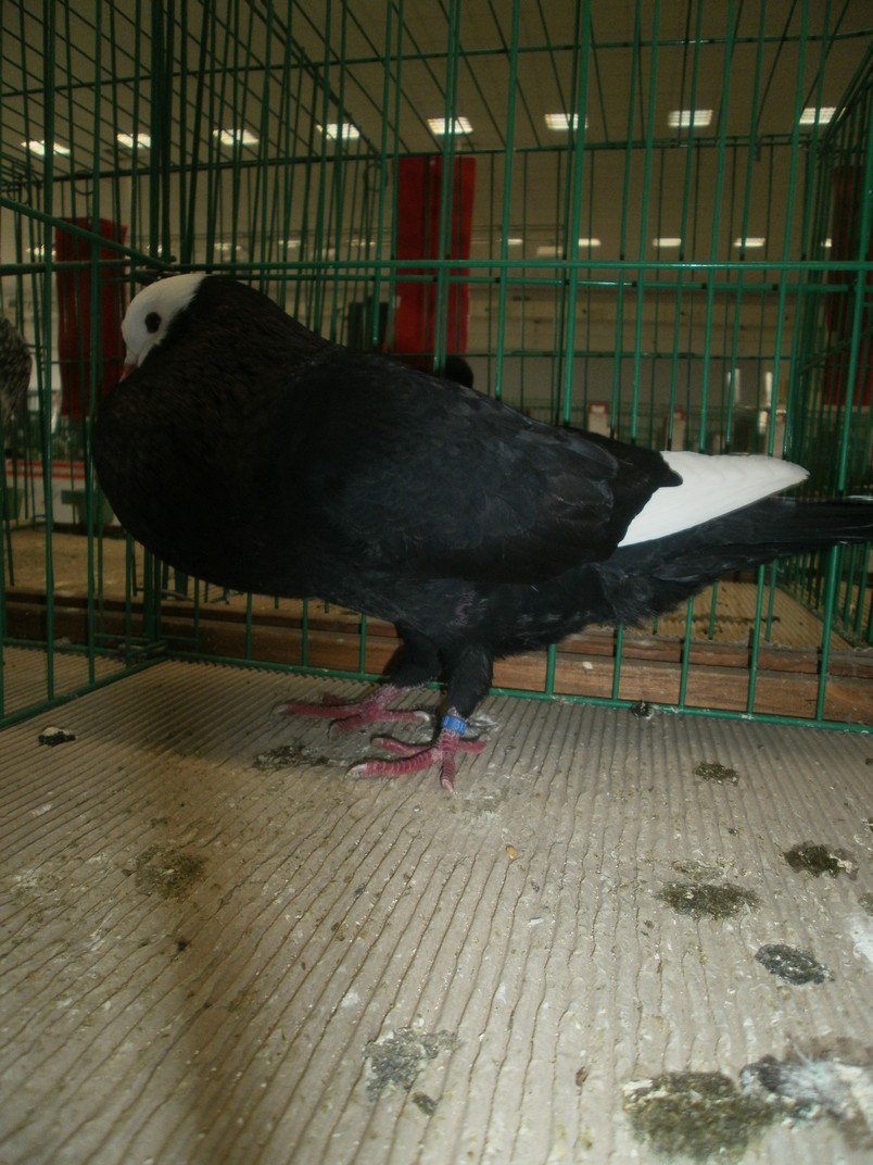 PB231229