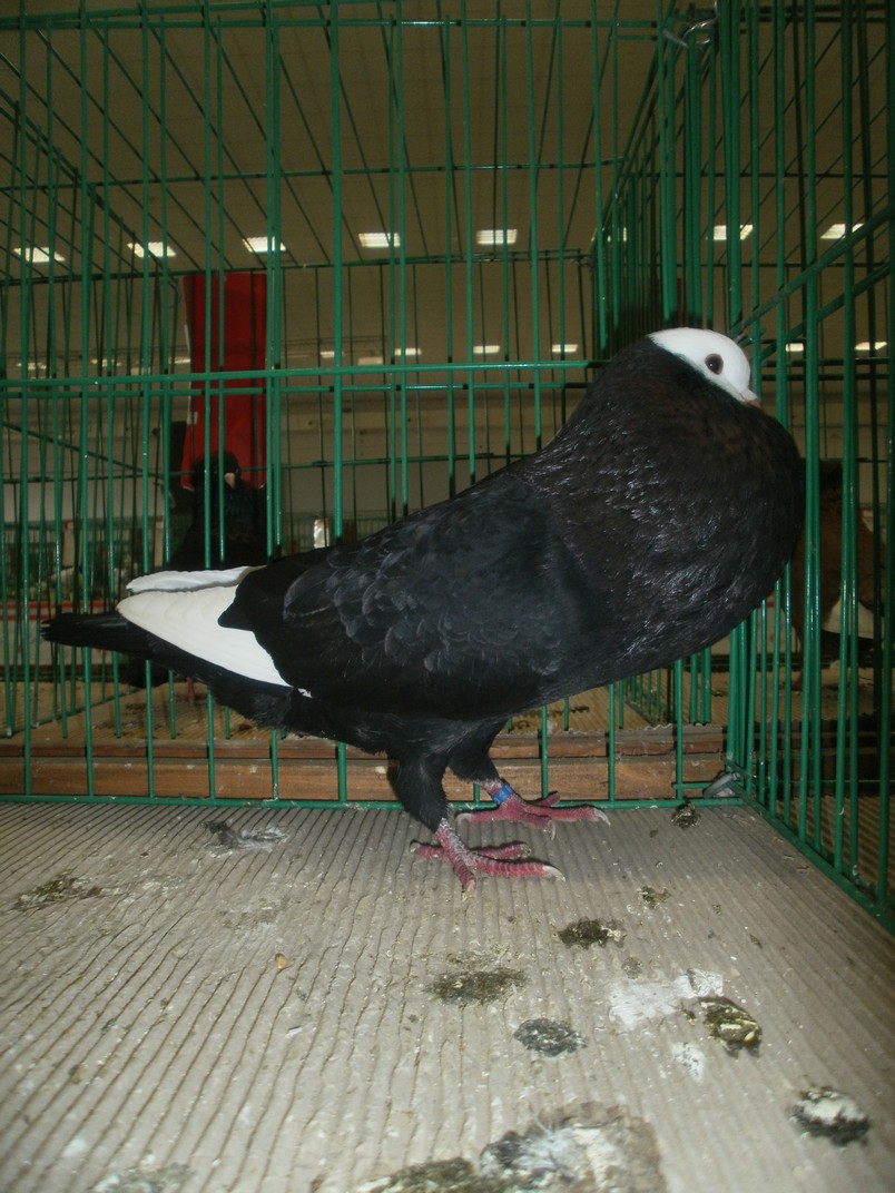 PB231230