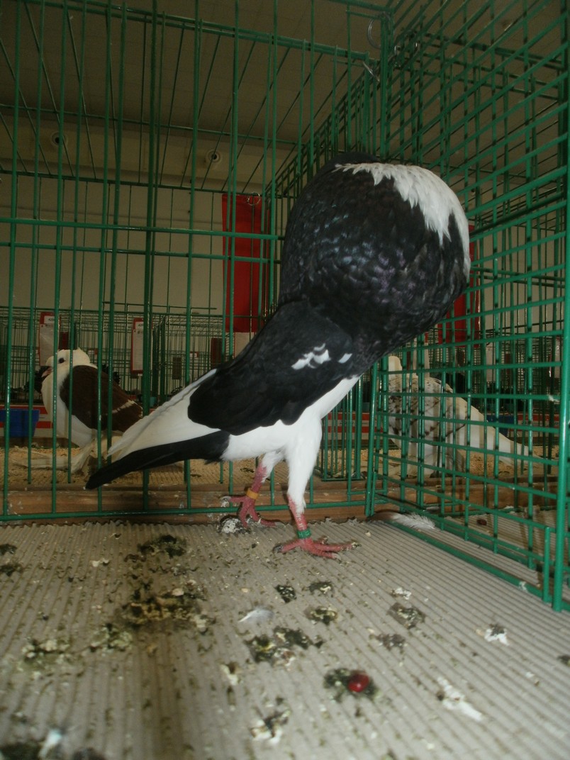 PB231243