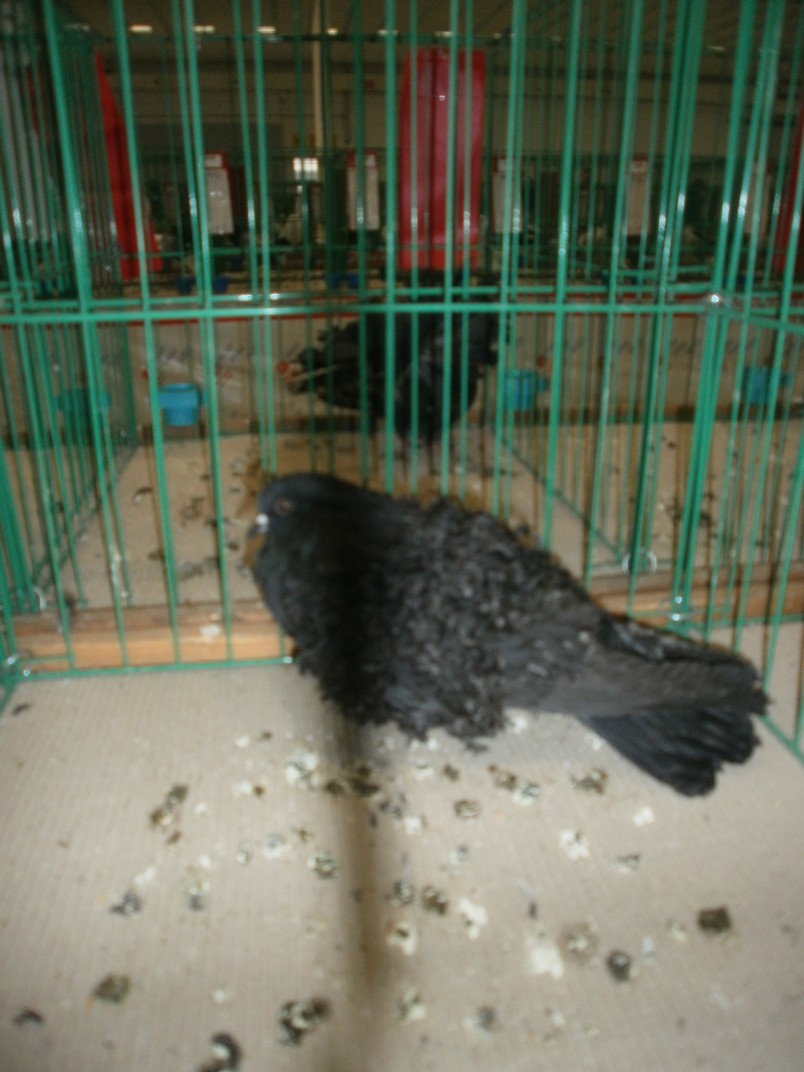 PB241339