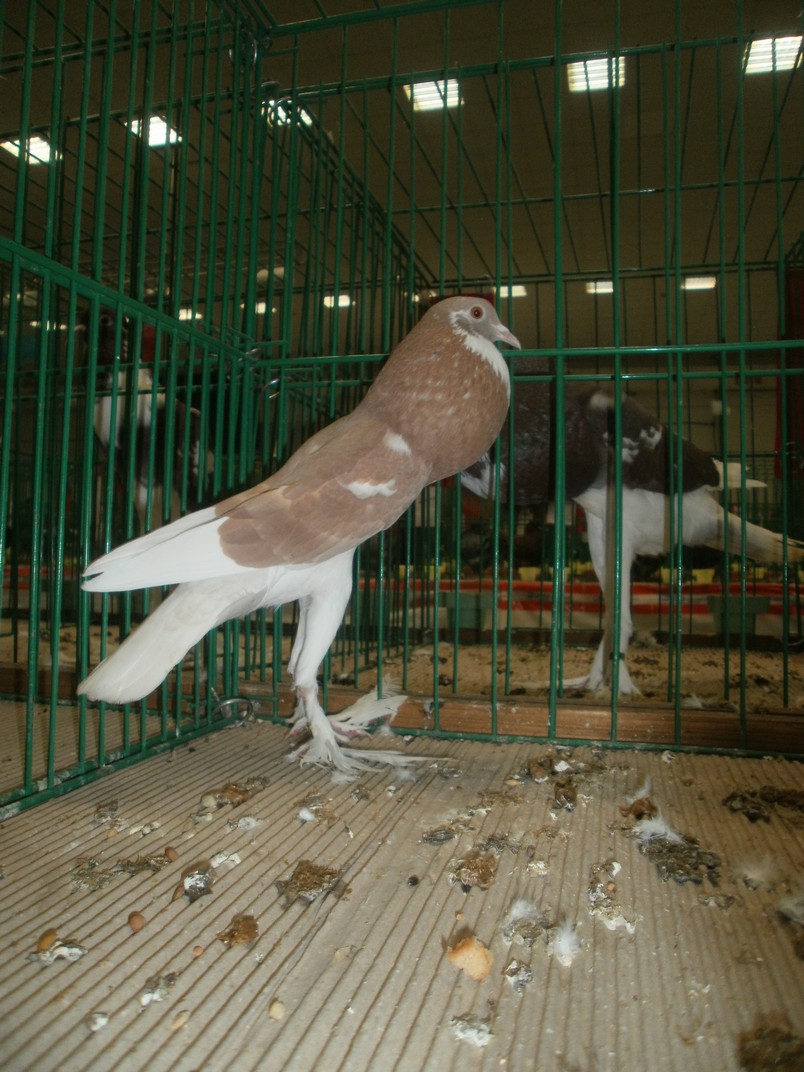 PB251403
