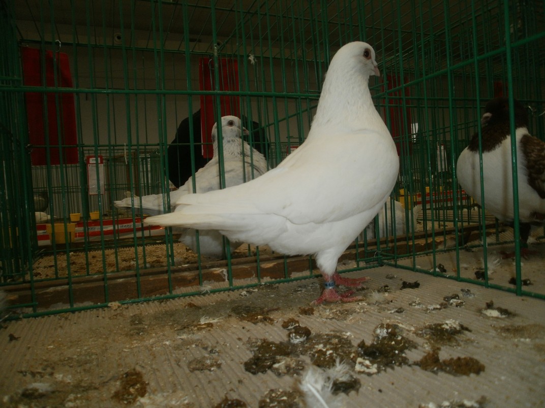 PB251451